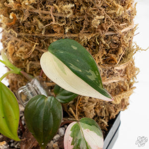 Philodendron Micans Albo/Pink Variegated (wk17-B)