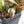 Philodendron Micans Albo/Pink Variegated (wk17-B)