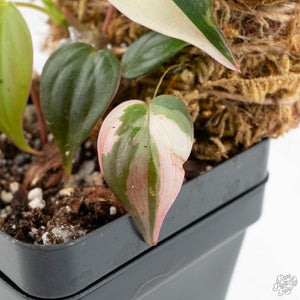 Philodendron Micans Albo/Pink Variegated (wk17-B)