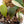 Philodendron Micans Albo/Pink Variegated (wk17-B)