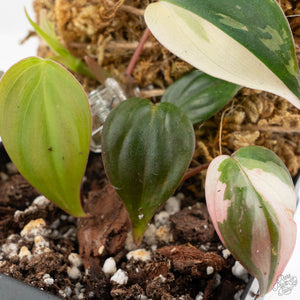 Philodendron Micans Albo/Pink Variegated (wk17-B)