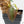 Philodendron Micans Albo/Pink Variegated (wk17-B)