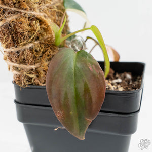 Philodendron Micans Albo/Pink Variegated (wk17-B)