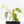 Philodendron Micans Albo/Pink Variegated (wk19-C)