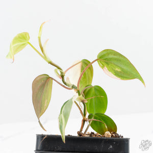 Philodendron Micans Albo/Pink Variegated (wk19-C)