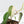 Philodendron Micans Albo/Pink Variegated (wk19-C)