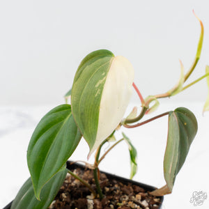 Philodendron Micans Albo/Pink Variegated (wk19-C)