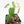 Philodendron Micans Albo/Pink Variegated (wk19-C)