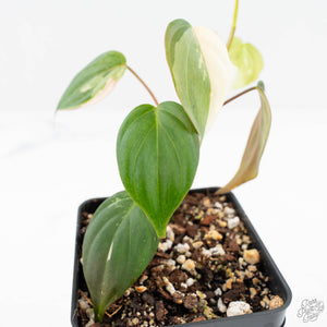Philodendron Micans Albo/Pink Variegated (wk19-C)