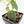 Philodendron Micans Albo/Pink Variegated (wk19-C)