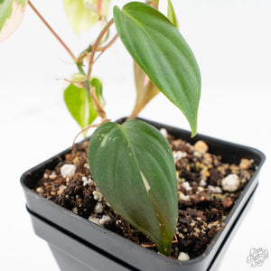 Philodendron Micans Albo/Pink Variegated (wk19-C)