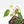 Philodendron Micans Albo/Pink Variegated (wk19-C)