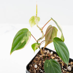 Philodendron Micans Albo/Pink Variegated (wk19-C)