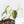 Philodendron Micans Albo/Pink Variegated (wk19-C)