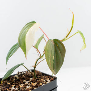 Philodendron Micans Albo/Pink Variegated (wk19-C)