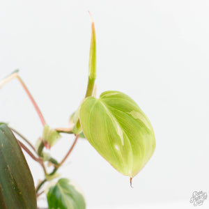 Philodendron Micans Albo/Pink Variegated (wk19-C)