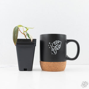 Philodendron Micans Albo/Pink Variegated (wk20-C)