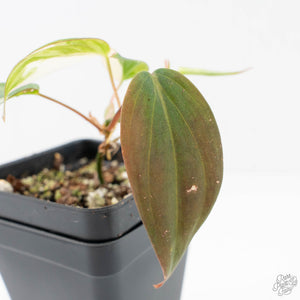 Philodendron Micans Albo/Pink Variegated (wk20-C)