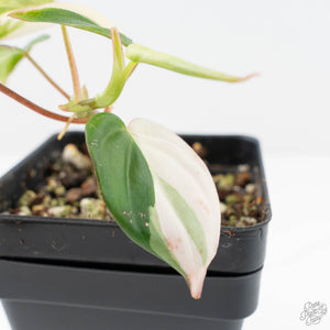Philodendron Micans Albo/Pink Variegated (wk20-C)
