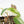 Philodendron Micans Albo/Pink Variegated (wk20-C)