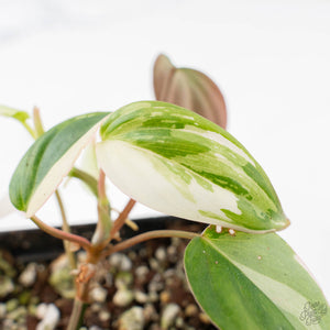 Philodendron Micans Albo/Pink Variegated (wk20-C)