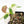 Philodendron Micans Albo/Pink Variegated (wk20-C)