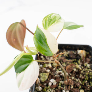 Philodendron Micans Albo/Pink Variegated (wk20-C)
