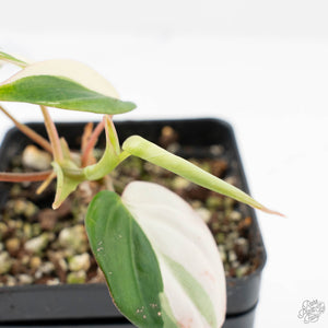 Philodendron Micans Albo/Pink Variegated (wk20-C)