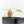 Philodendron Micans Albo/Pink Variegated (wk20-C)