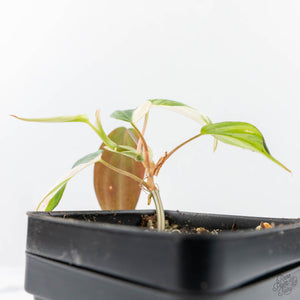 Philodendron Micans Albo/Pink Variegated (wk20-C)