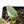 Philodendron Micans Albo/Pink Variegated (wk21-A)
