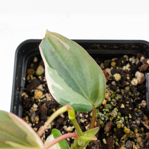 Philodendron Micans Albo/Pink Variegated (wk21-A)