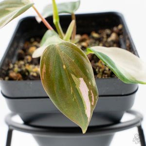 Philodendron Micans Albo/Pink Variegated (wk21-A)
