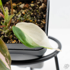 Philodendron Micans Albo/Pink Variegated (wk21-A)