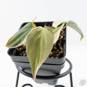 Philodendron Micans Albo/Pink Variegated (wk21-A)