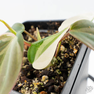 Philodendron Micans Albo/Pink Variegated (wk21-A)