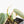 Philodendron Micans Albo/Pink Variegated (wk21-A)