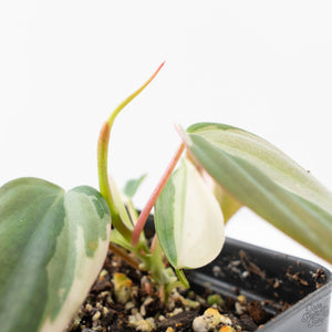 Philodendron Micans Albo/Pink Variegated (wk21-A)