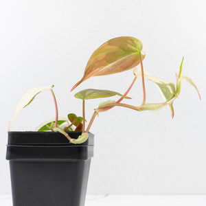 Philodendron Micans Albo/Pink Variegated (wk33-L18)