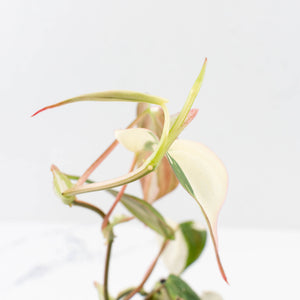 Philodendron Micans Albo/Pink Variegated (wk33-L18)