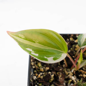Philodendron Micans Albo/Pink Variegated (wk26-C)