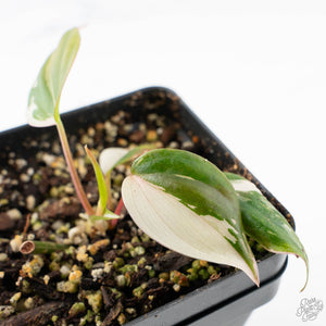 Philodendron Micans Albo/Pink Variegated (wk26-C)