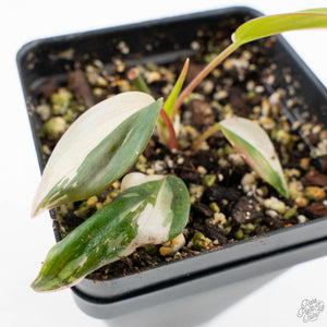 Philodendron Micans Albo/Pink Variegated (wk26-C)