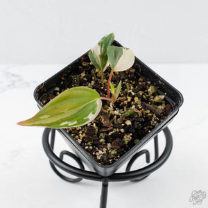 Philodendron Micans Albo/Pink Variegated (wk26-C)