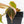 Philodendron Micans Albo/Pink Variegated (wk28-F)