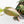Philodendron Micans Albo/Pink Variegated (wk28-F)