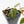 Philodendron Micans Albo/Pink Variegated (wk28-F)