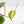 Philodendron Micans Albo/Pink Variegated (wk28-F)