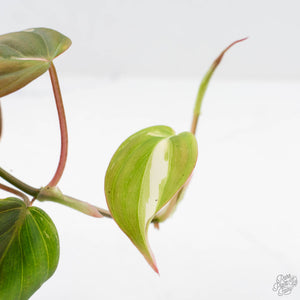 Philodendron Micans Albo/Pink Variegated (wk28-F)