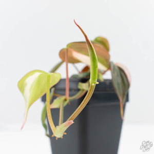 Philodendron Micans Albo/Pink Variegated (wk28-F)